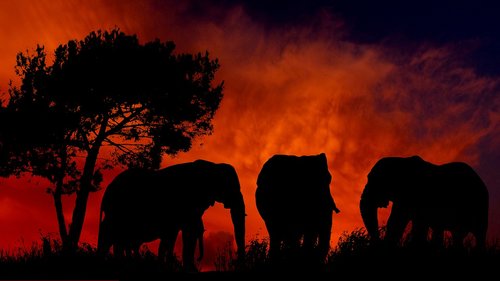 sunset  elephants  silhouette