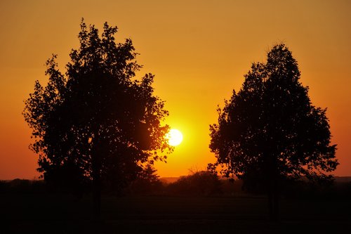 sunset  trees  silhouette