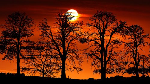 sunset  tree  nature