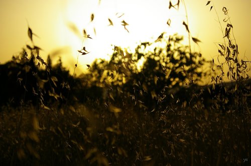 sunset  sun  field