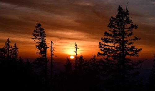 sunset  trees  sky