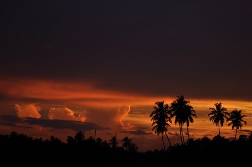 sunset  evening  coconut trees