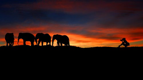 sunset  elephants  photographer