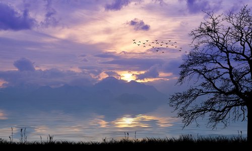 sunset  nature  silhouette