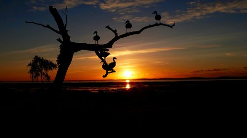 sunset  trees  birds