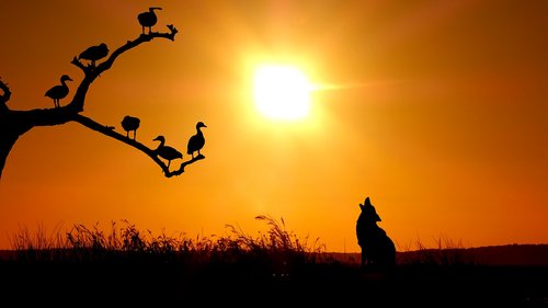 sunset  birds  wolf