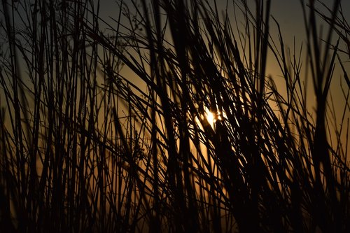 sunset  weed  against light