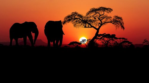 sunset  savannah  africa