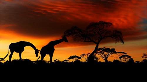 sunset  savannah  africa