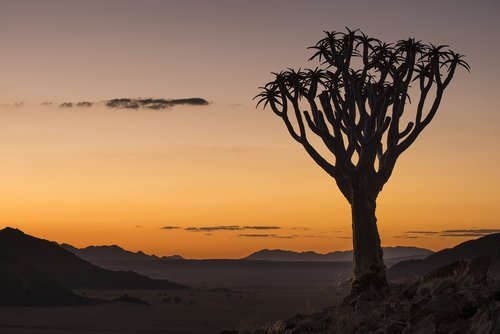 sunset  quiver tree  namibia