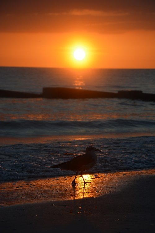 sunset  seagull  bird