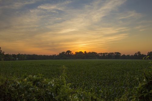 sunset corn field field