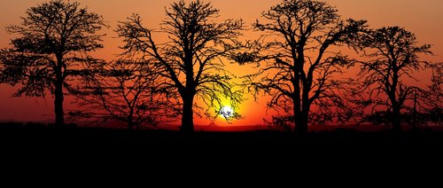 sunset  trees  nature