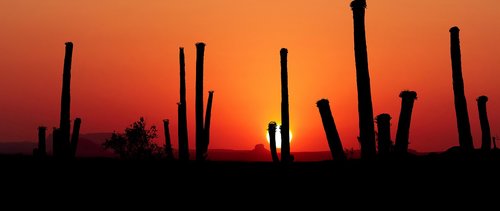 sunset  park saguaro  america