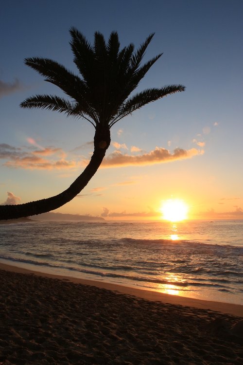 sunset  sunsetbeach  palm