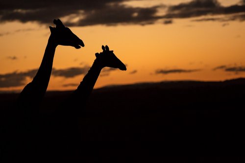 sunset  silhouette  africa
