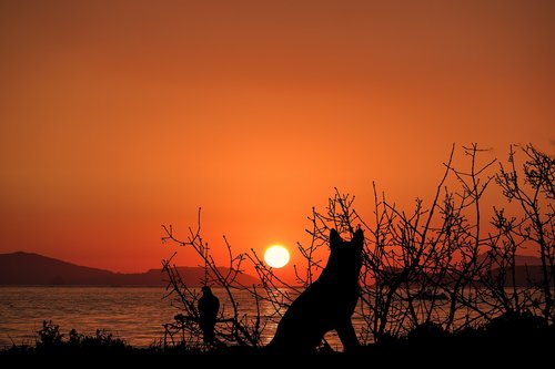 sunset  ocean  dog