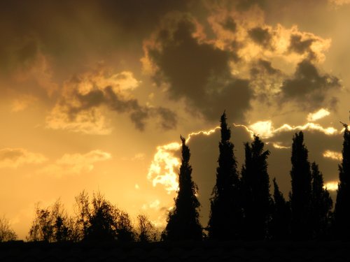 sunset  trees  dusk