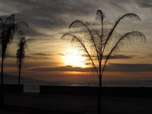 sunset  palm  sea front
