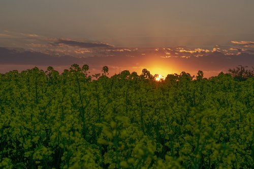 sunset  blooming rapeseed  nature