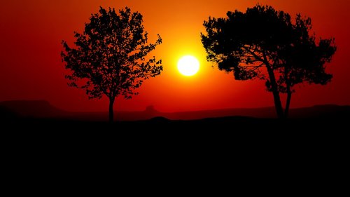 sunset  trees  silhouette