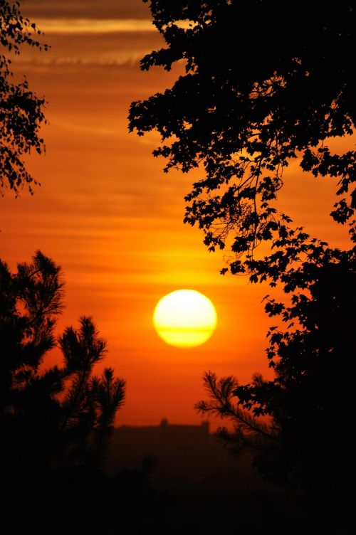 sunset tree sky