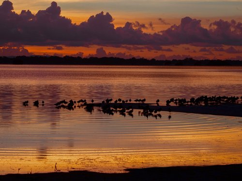 sunset  birds  roosting