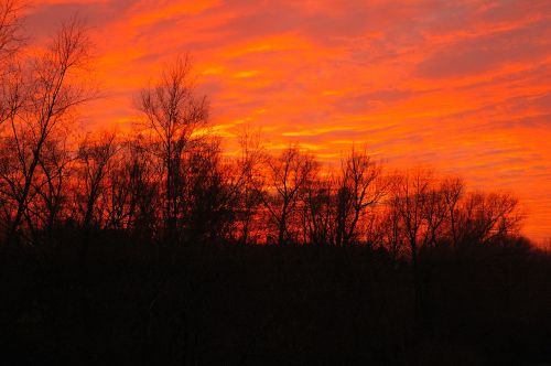 sunset night forest