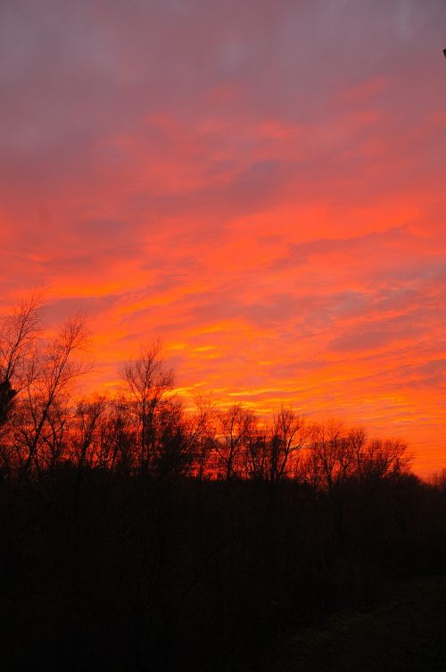 sunset trees evening