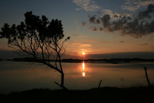 sunset tree sea