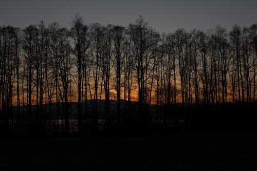 sunset  trees  nature