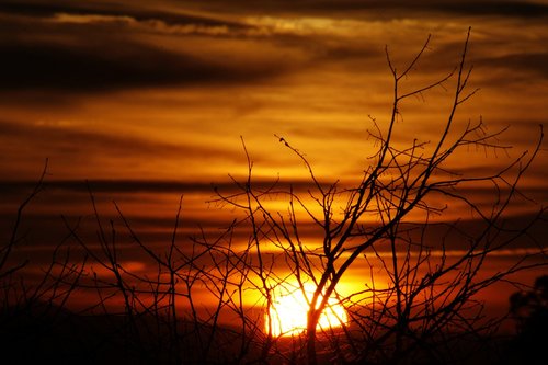 sunset  branches  backlight