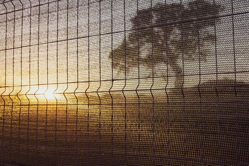 sunset  tree  fence