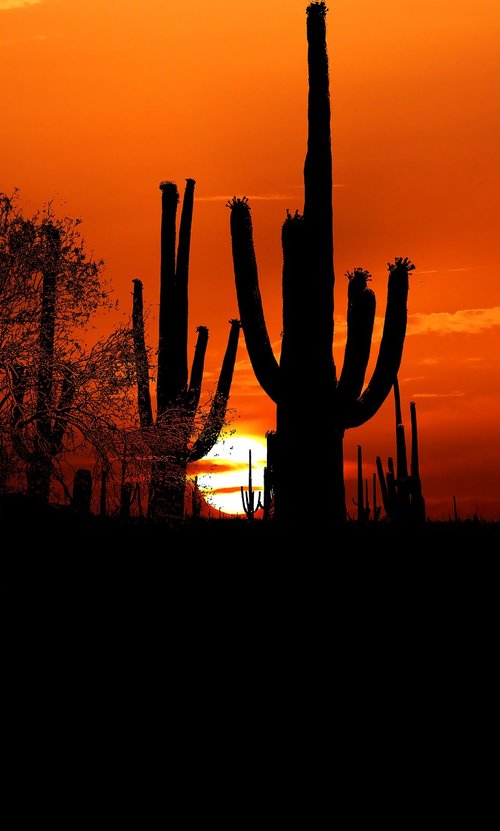 sunset  cactus  desert