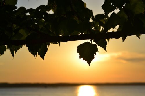sunset lake deciduous tree