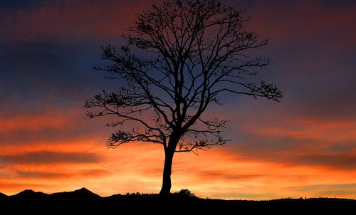 sunset  tree  nature