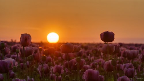 sunset  austria  blue poppy field