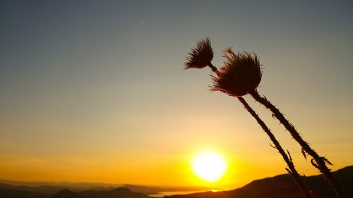 sunset solar dried flowers