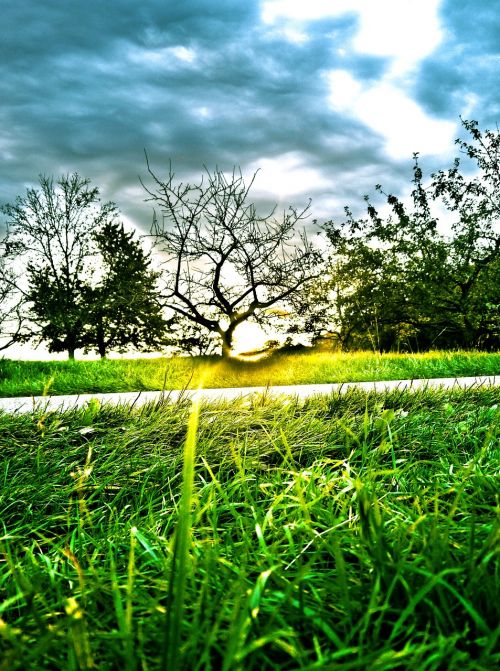 sunset orchard landscape