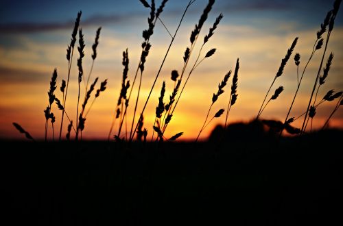 sunset landscape nature