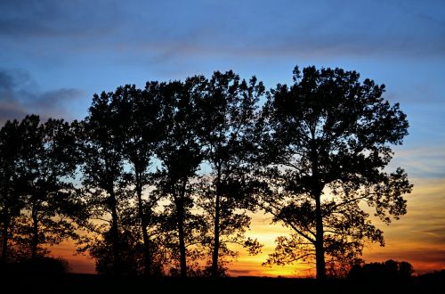 sunset landscape trees