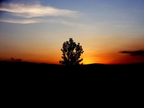 sunset sun tree