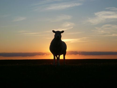 sunset sheep dike