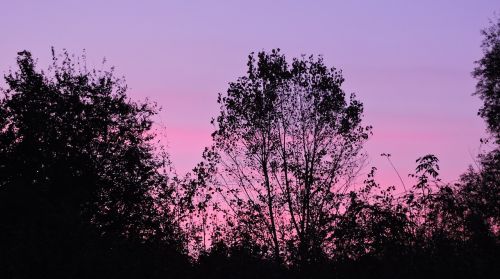 sunset sky trees