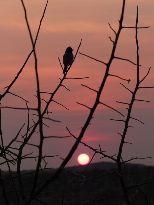 sunset bird silhouette
