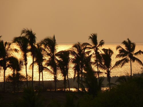 sunset palm trees sea