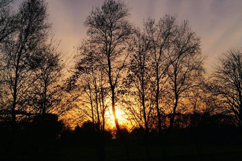 sunset trees late autumn