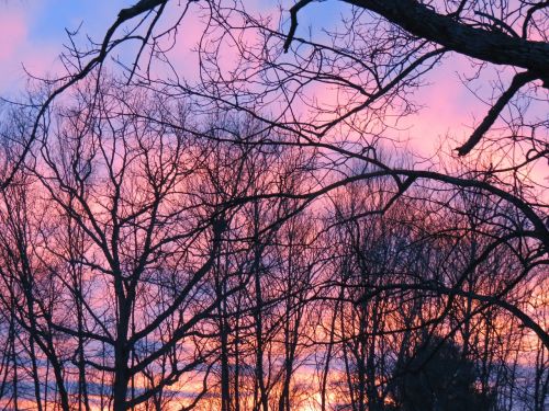 sunset trees sky