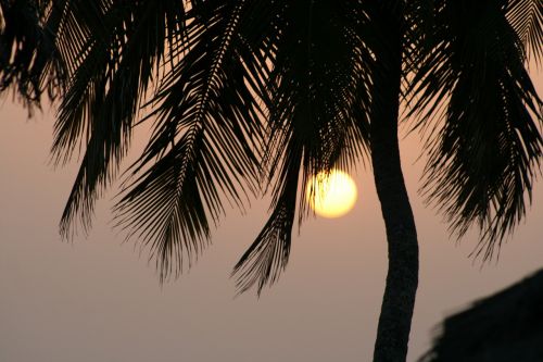 sunset palm guinea