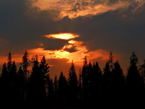 sunset trees nature